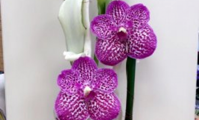 Composition moderne orchidée, Vaugneray, Alloin Fleurs