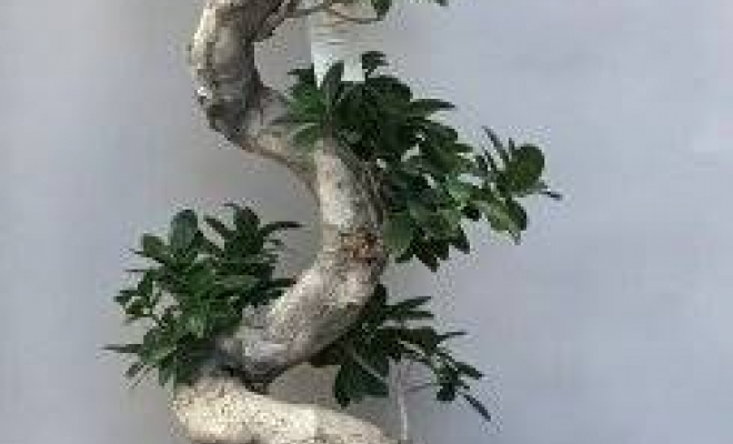 Ficus Bonsai, Vaugneray, Alloin Fleurs