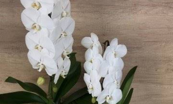 Orchidée, Vaugneray, Alloin Fleurs